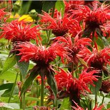 MONARDA didyma 'Jacob Cline', Beebalm