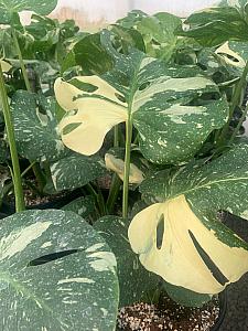 MONSTERA deliciosa 'Thai Constellation', Swiss Cheese Plant