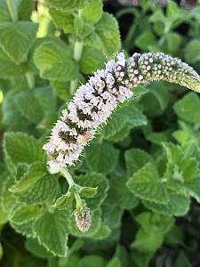 MENTHA suaveolens (Apple Mint), Apple Mint