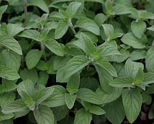 MENTHA 'Hillary's Sweet Lemon', Sweet Lemon Spearmint