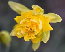 NARCISSUS 'Tete Boucle', Miniature Double Daffodil