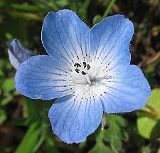 NEMOPHILA menziesii, Baby Blue Eyes