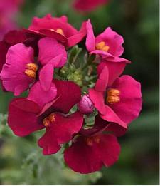 NEMESIA fruticans Whimsy 'Deep Rose' (syn. 'Klenh22153'), Nemesia Whimsy Series