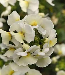 NEMESIA fruticans Whimsy 'White' (syn. 'Klenh22852'), Nemesia Whimsy Series