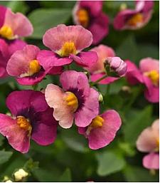 NEMESIA fruticans Whimsy 'Orange Sunset' (syn. 'Klenh22626'), Nemesia Whimsy Series