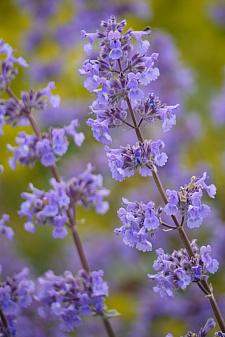 NEPETA grandiflora 'Summer Magic', Catmint