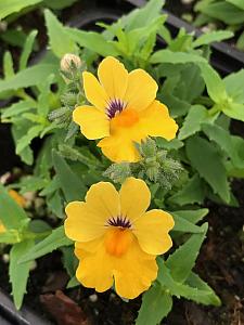 NEMESIA hybrid Babycakes 'Little Banana', Babycakes Nemesia