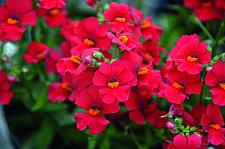 NEMESIA hybrid Babycakes 'Little Cherry', Babycakes Nemesia