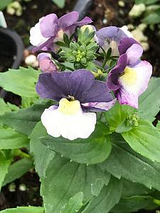 NEMESIA hybrid Penhow 'Cherry Blue', Nemesia