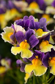 NEMESIA Escential 'Blueberry Custard', Nemesia Escential Series