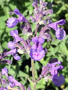 NEPETA racemosa 'Walker's Low', Catmint