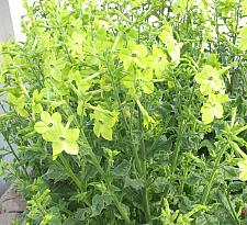 NICOTIANA x sanderae 'Perfume Lime', Jasmine or Flowering Tobacco