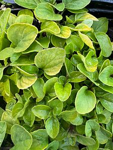 ORIGANUM 'Gilt Trip', Ornamental Oregano