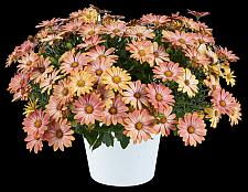 OSTEOSPERMUM Osticade 'Daybreak', Cape Daisy, African Daisy