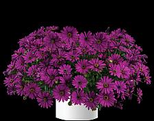 OSTEOSPERMUM Osticade 'Purple', Cape Daisy, African Daisy