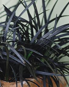 OPHIOPOGON planiscapus 'Nigrescens', Black Mondo Grass, Black Lilyturf