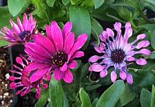 OSTEOSPERMUM ecklonis 'Astra Purple Spoon', Cape Daisy