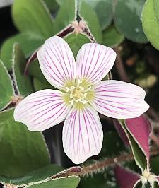 OXALIS oregana 'Klamath Ruby', Redwood Sorrel or Oregon Oxalis