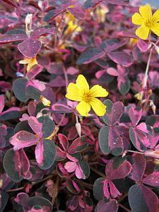 OXALIS 'Plum Crazy', Shamrock, Sorrel