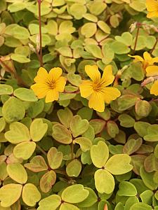 OXALIS siliquosa 'Sunset Velvet', 