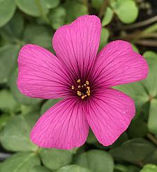 OXALIS brasiliensis, Shamrock, Sorrel