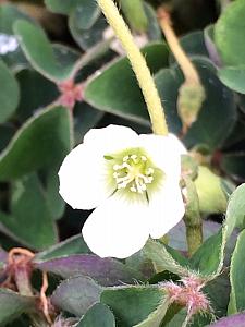 OXALIS oregana 'White', Redwood Sorrel or Oregon Oxalis