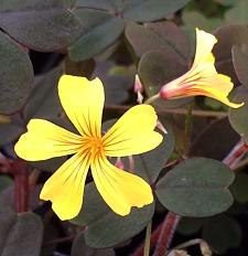 OXALIS vulcanicola - burgundy form, Volcanic Sorrel, Oxalis Burgundy