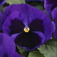 VIOLA x wittrockiana Majestic Giants II 'Blue Mid with Blotch', Majestic Giant Pansy