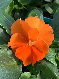 VIOLA x wittrockiana Spring Matrix 'Deep Orange' (Pansy), Spring Matrix Pansy, Large-Flowered Pansy