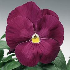 VIOLA x wittrockiana Delta Classic 'Pure Rose' (Pansy), Delta Classic Series Pansy