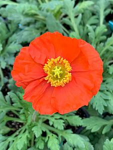 PAPAVER nudicaule 'Garden Gnome' (Iceland Poppy), Icelandic Poppy, Arctic Poppy