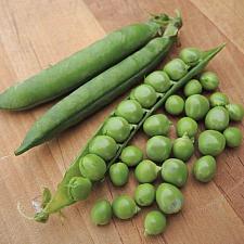 PEA 'Green Arrow', Organic English Pea