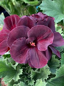 PELARGONIUM grandiflorum 'Aristo Black Velvet', Regal Geranium