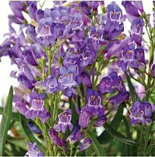 PENSTEMON barbatus Rock Candy 'Blue' (= 'Novapenblu'), Border or Garden Penstemon, Beard Tongue