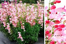 PENSTEMON 'Flock of Flamingos', Border or Garden Penstemon, Beard Tongue