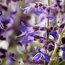 PEROVSKIA atriplicifolia Zephyr 'Compact Blue', Dwarf Russian Sage