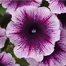 PETUNIA x hybrida Headliner 'Blackberry Vein' (syn. 'Kleph22641'), Headliner Series Petunia