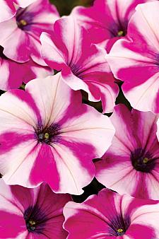 PETUNIA hybrid BigDeal 'Freaky Fuchsia' (= 'Wespeoutfrefu'), BigDeal Series Petunia