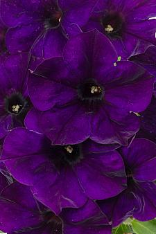 PETUNIA Crazytunia 'Night Watch', Crazytunia Series Petunia