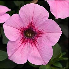 PETUNIA x hybrida Headliner 'Pink Vein' (syn. 'Kleph14244'), Headliner Series Petunia