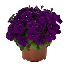 PETUNIA Potunia 'Plus Cobalt Blue', Potunia Plus Series Petunia