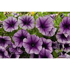 PETUNIA Potunia 'Plus Denim', Potunia Plus Series Petunia