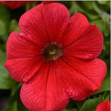 PETUNIA Starlet 'Red' (syn. 'Kleph19412'), Starlet Series Petunia