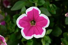 PETUNIA hybrida Capella 'Rim Fuchsia', Capella Series Petunia