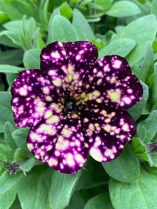 PETUNIA Splash Dance 'Magenta Mambo', Splash Dance Petunia