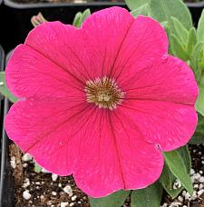 PETUNIA Starlet 'Dark Pink' (syn. 'Kleph11199'), Starlet Series Petunia