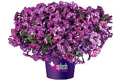 PETUNIA Splash Dance 'Purple Polka', Splash Dance Petunia