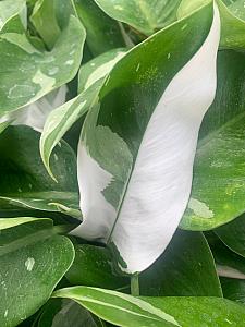 PHILODENDRON 'White Princess', Philodendron