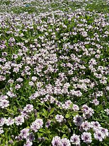 PHYLA nodiflora 'Tesla' (Lippia repens 'Tesla'), Lippia, Frogfruit