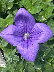 PLATYCODON grandiflorus 'Astra Blue' (syn. 'Astra Single Blue'), Balloon Flower